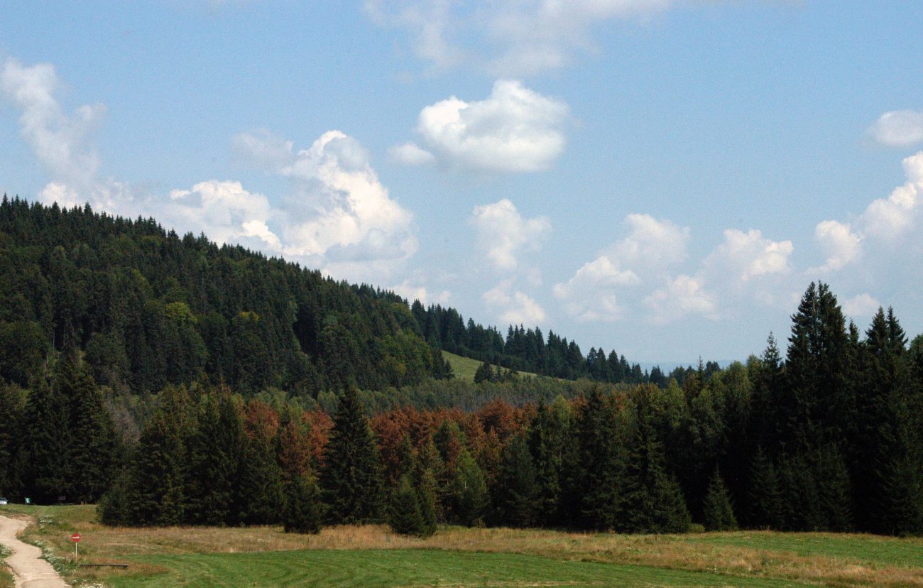 Peisaj langa Tinovul Mihosi