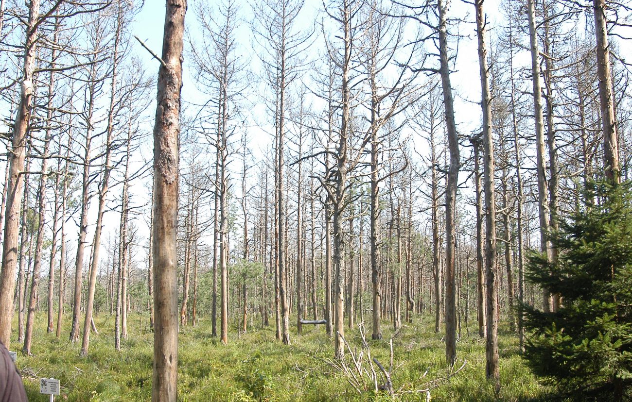 Padure Tinovul Mohosi