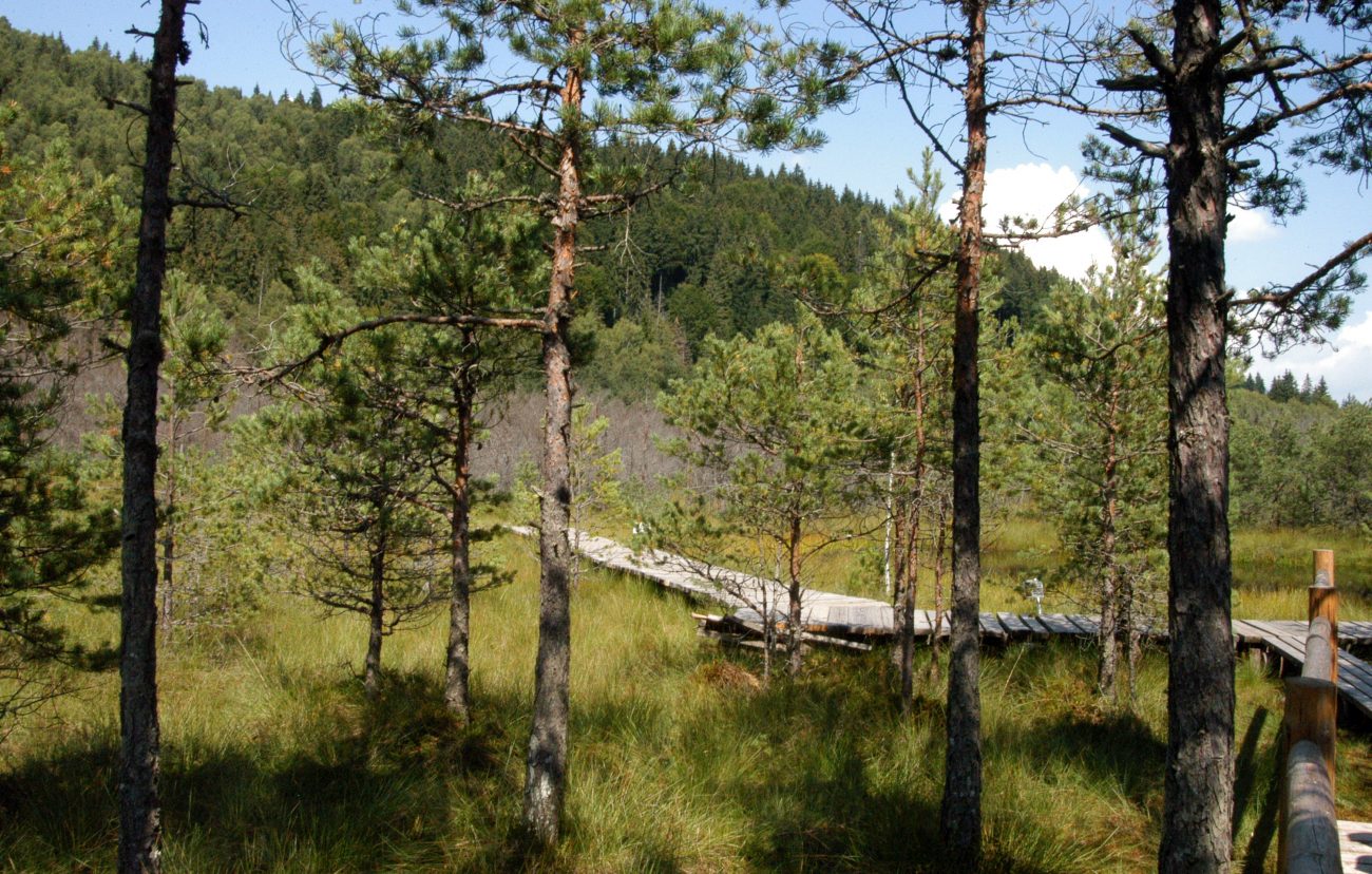 Tur ghidat tinovul Mohosi