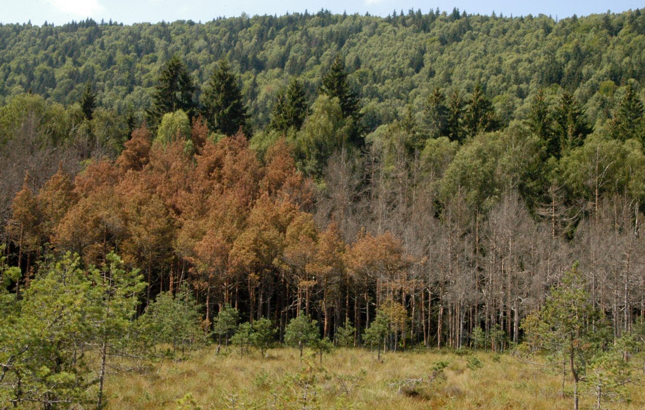 Padure conifere Tinovul Mohosi